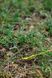 Намет Tramp Stalker 2 (v2) TRT-075 фото 30